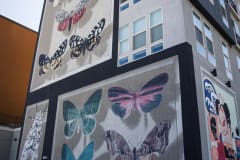 A large variety of giant, realistic 3D depictions of months and butterflies adorn the side of a tall building. They\'re inside frames, as though they are pinned and on display.